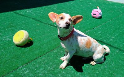 5-26-25 Birthday Squeakies, Snufflemats, + Unwrapping Gifts! :)