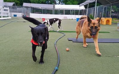 5-30-25 Chuck It, Towel Roll Up, + Prehistoric Picnic! :)