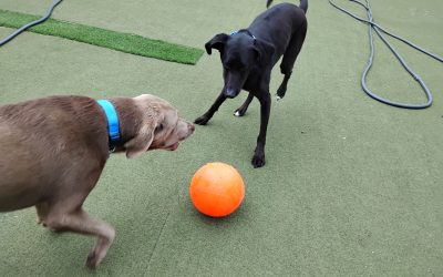 5-31-25 Indestructiball, Carrot Stuffer, + Towel Roll Up! :)