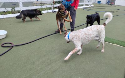 6-1-25 Chuck It, Lickimats, + Puzzle Games! :)