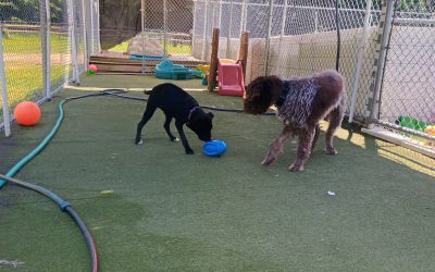 6-2-25 Football Play, Snufflemat, + Big Top Tent  Forage & Find! :)