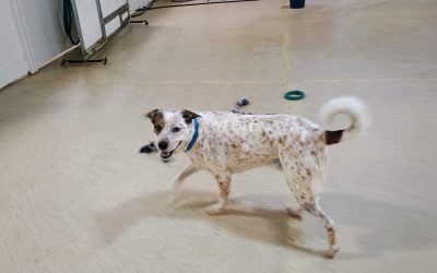 6-5-25 Rope Toys, Lickibowls, + Story Time! :)