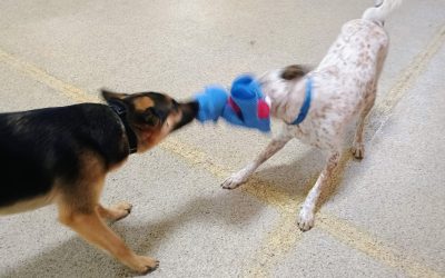 6-6-2025 Squeaky Toys! :)