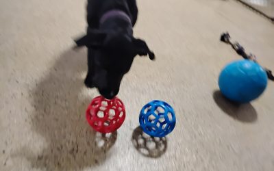 6-7-25 Soccer, Kong Wobbler, + Hula Hoops! :)