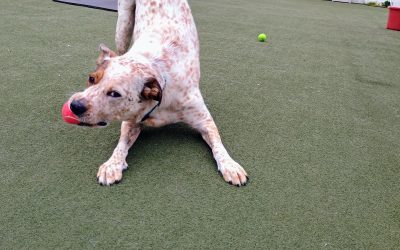 6-8-25 Tennis Ball Play, Lickimats, + Shell Game! :)