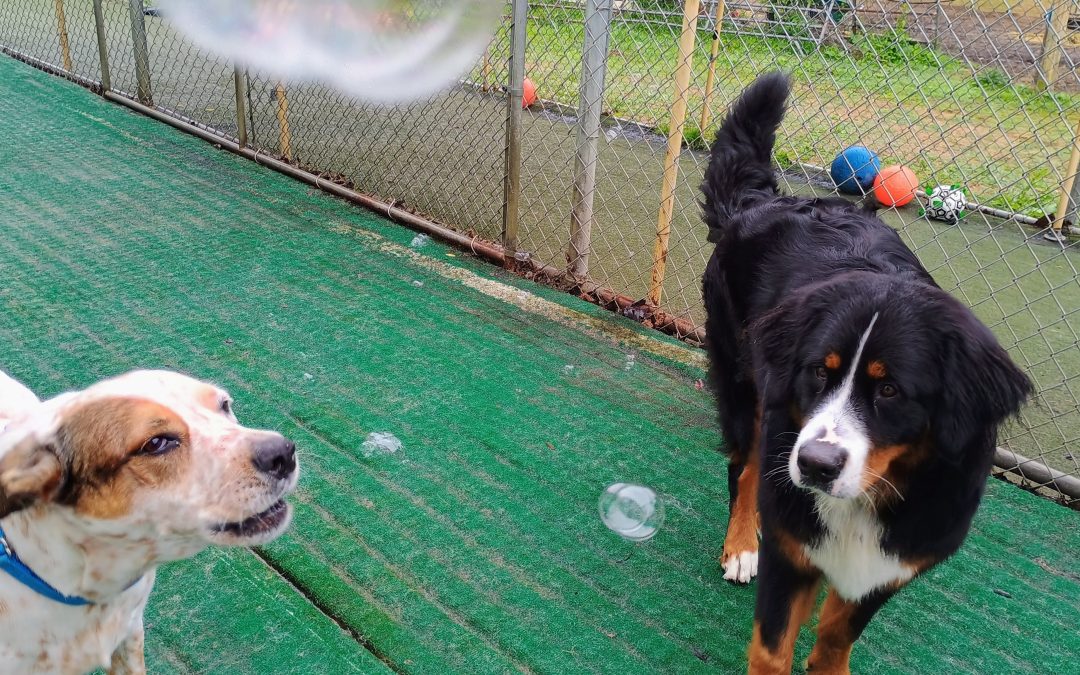 6/9/2025 Bubbles, Towel roll up, Scent track :)