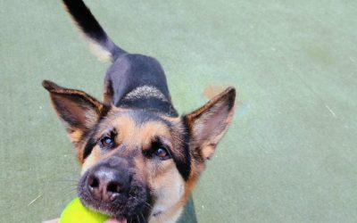 6-11-25 Tennis Balls and Ringmaster mystery boxes : )