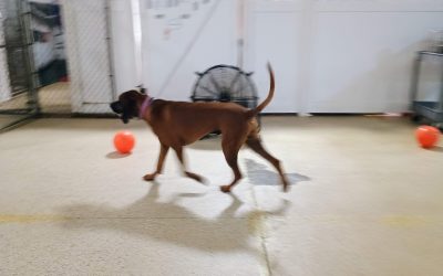 6-14-25 Jolly Ball Tug, Megalast Bones, + Puzzle Games! :)
