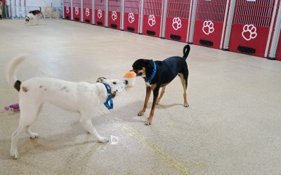 6-16-25 Squeaky Toys, Snake Stuffer, + Find the Pupcorn Enrichment! :)