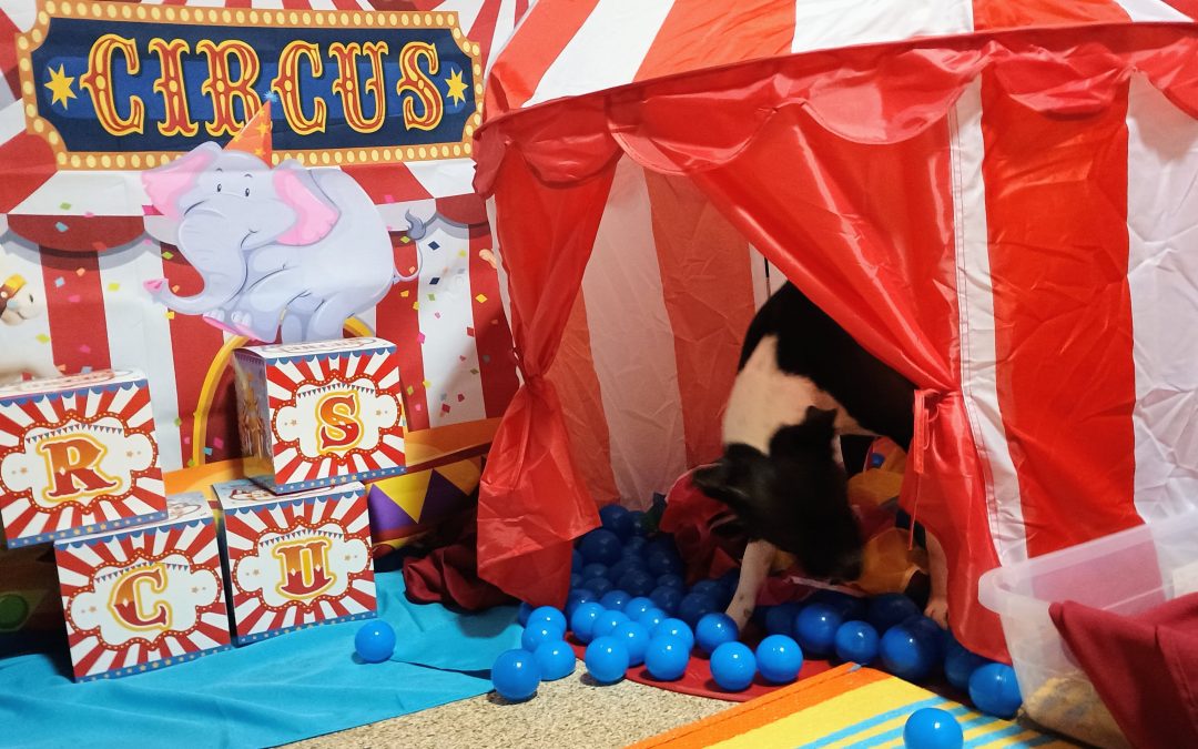 6-23-2025 Jolly Ball Tug, Lickmat, Big Top Tent Forage & Find! :)