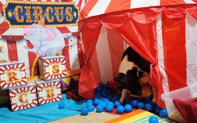 6-23-2025 Jolly Ball Tug, Lickmat, Big Top Tent Forage & Find! :)