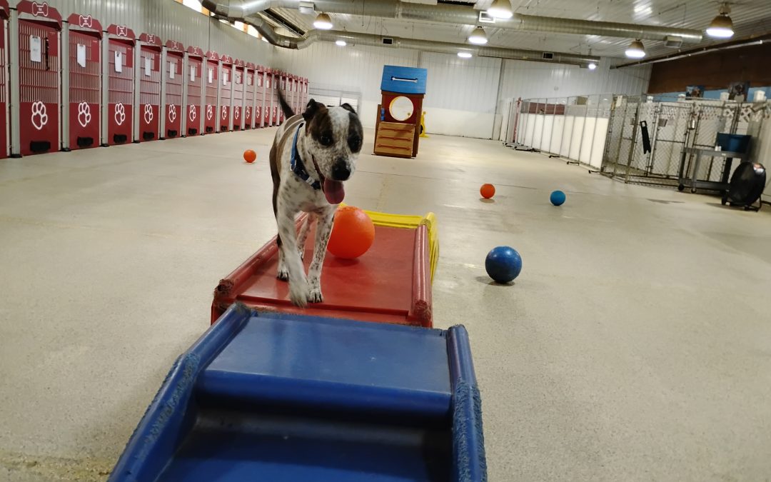6/24/25 Indestructiball, Snake stuffer, Jump through hoops :)