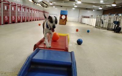 6/24/25 Indestructiball, Snake stuffer, Jump through hoops :)