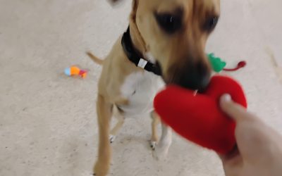 6-27-25 Squeaky Toys, Carrot Stuffer, Take A Bow Enrichment! :)
