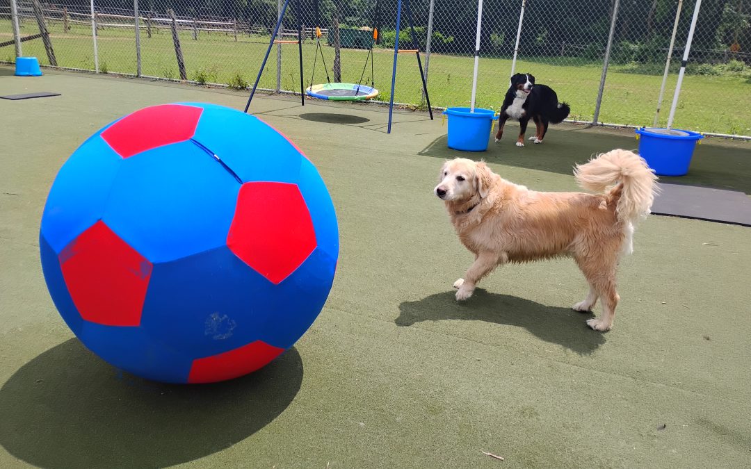 6-28-25 Giant Ball Roll Smal Group, Snake Stuffer Lunch + Learn, Shell Game Enrichment! :)