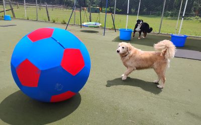 6-28-25 Giant Ball Roll Smal Group, Snake Stuffer Lunch + Learn, Shell Game Enrichment! :)