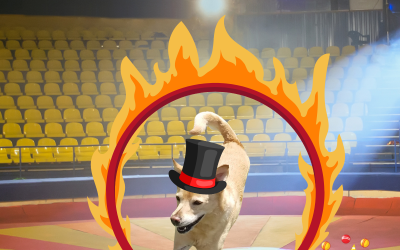 6-25-25 Circus Photos! :)
