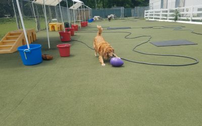 7-1-2025 Jolly Ball Tug, Muffin Tin Treats, Dog Fishing (Flirt Pole)! :)