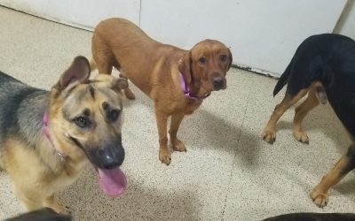 7/19/2025 Playgroup Fun at the Best Dog Accommodation Near Me