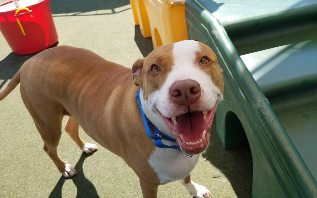 7/21/2025 Playtime Fun + Cozy Cat Boarding Update