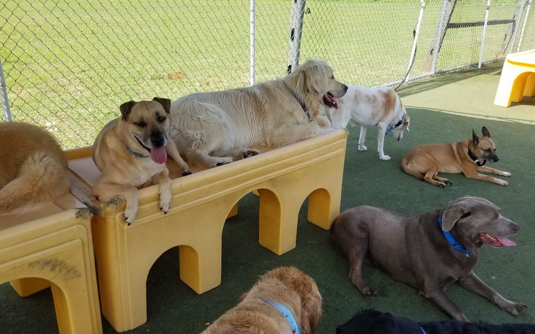 7/24/2025 Outdoor Play + Info on Cheap Long Term Dog Boarding Near Me