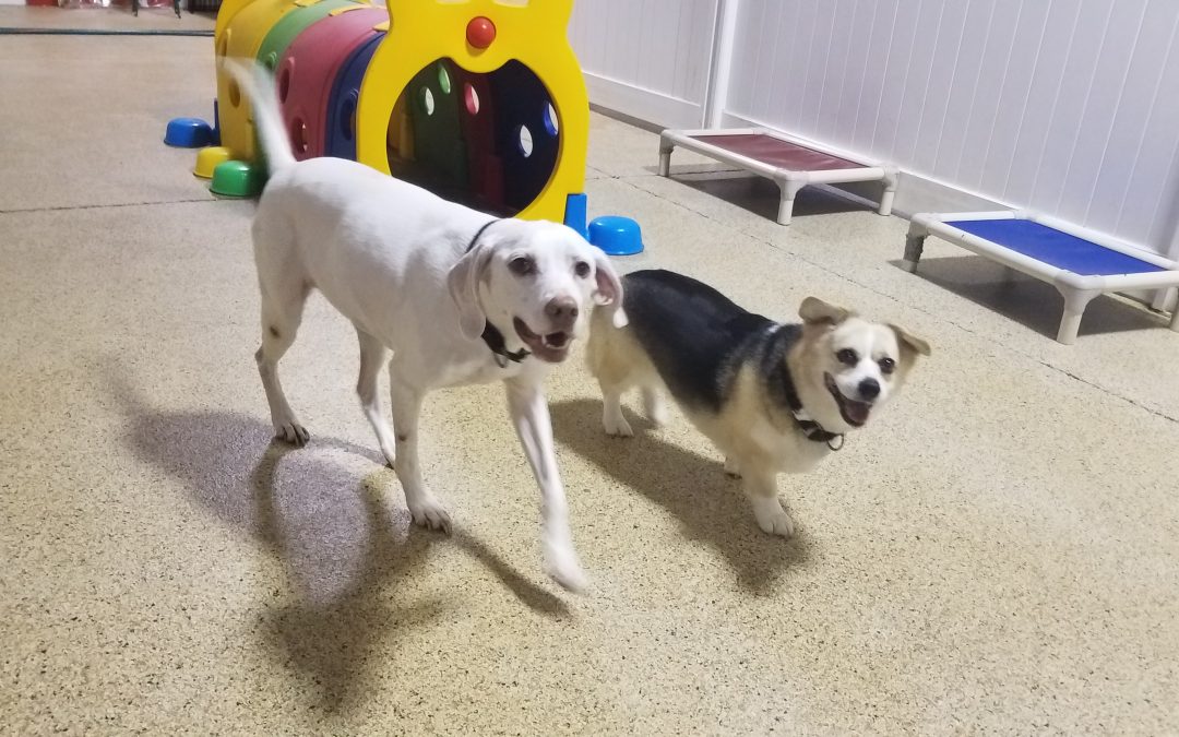 7/25/2025 – Pet Play Meets Premier Cat Boarding in New Jersey