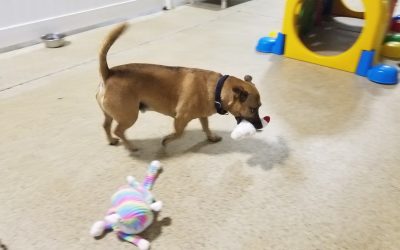 7/25/2025 – A Glimpse Into Our Cat and Dog Sitting Fun