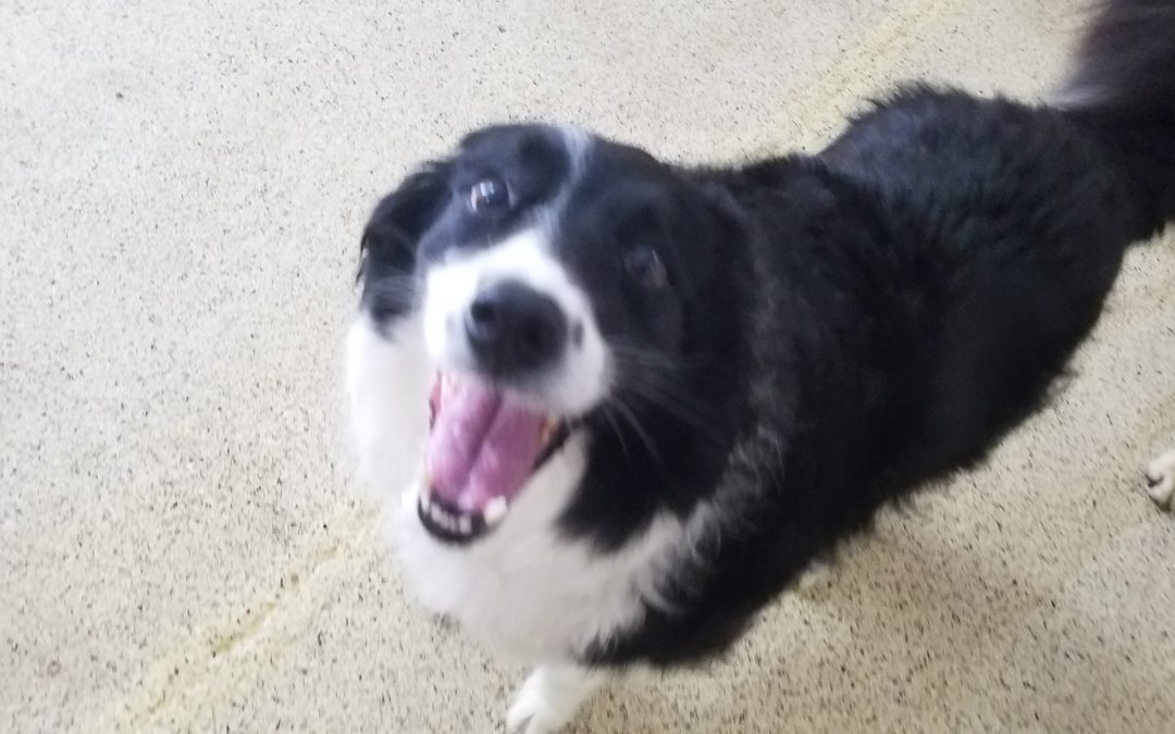 7/26/2025 – Can Puppies Be Boarded? Absolutely, and Safely