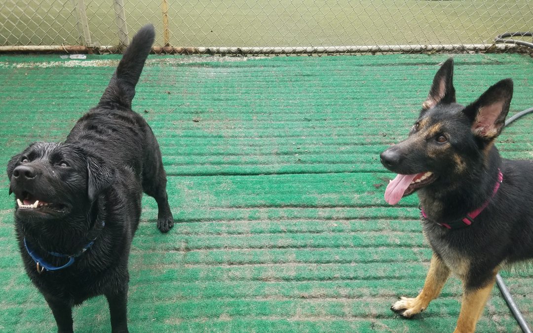 7/27/2025 – Smart Value Behind Our Boarding Kennels Prices