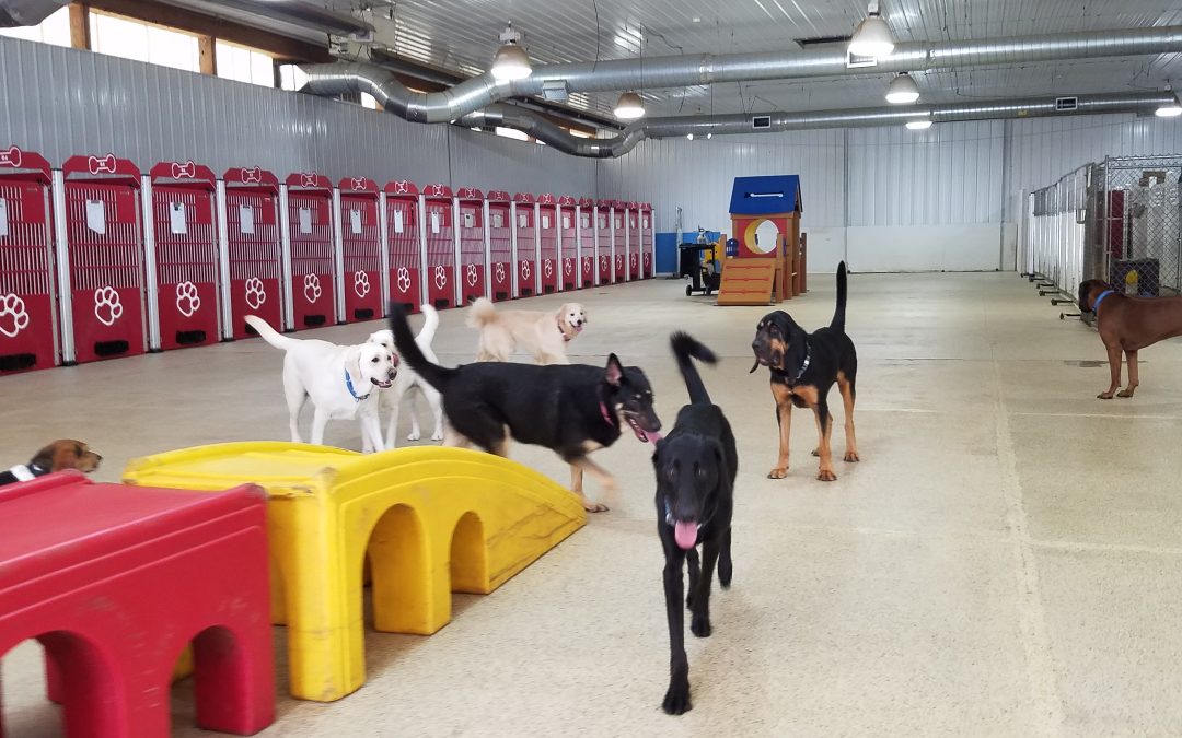 7/28/2025 – Playtime with Care: Boarding for Reactive Dogs