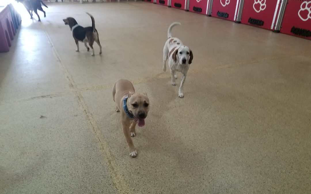 7/29/2025 – Indoor Fun & Social Time for Big Dog Sitting