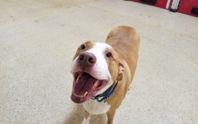 7/30/2025 – Why We’re Worth the Average Dog Boarding Prices