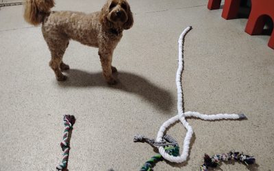 7-3-25 Rope Toys, Lickibowl, Diving for Fish Enrichment! :)