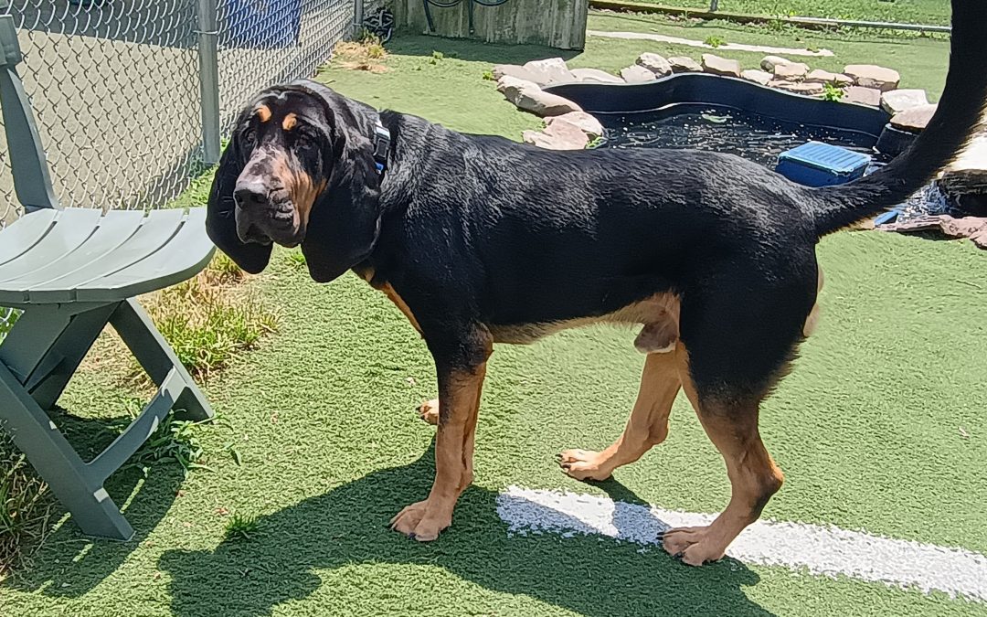 7-4-25 Squeaky Toys, Carrot Stuffer Lunch + Learn, Scent Space Enrichment! :)