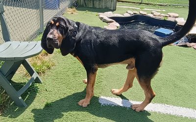 7-4-25 Squeaky Toys, Carrot Stuffer Lunch + Learn, Scent Space Enrichment! :)