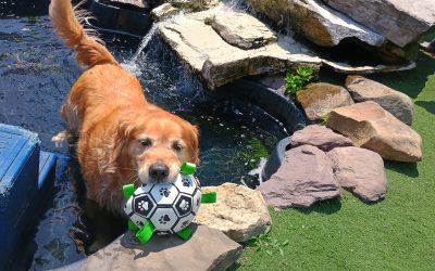 7-5-25 Soccer Play, Kong Wobbler, Hula Hoop Enrichment! :)