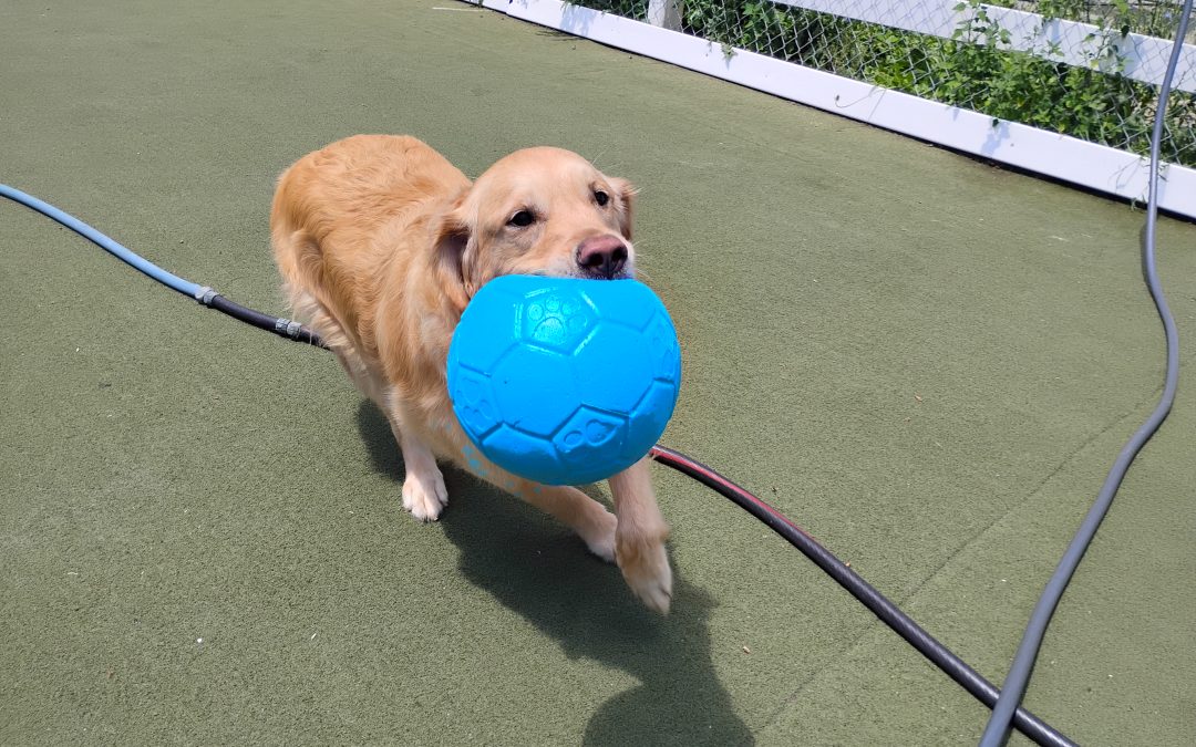7-12-25 Jolly Ball Tug, Megalast Bone, Puzzle Games! :)