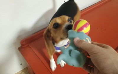 7-17-25 Squeaky Toys, Megalast Bone, Enrichment! :)