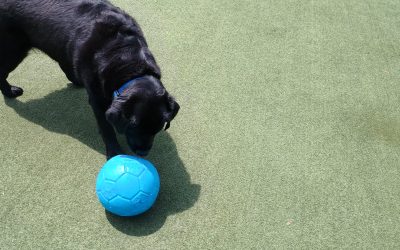 7/21/2025 Enrichment Day + Daily Dog Boarding Cost Info