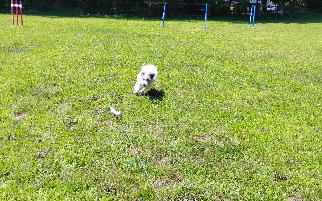 7/22/2025 Puzzle Play + Cost to Board a Dog for a Week