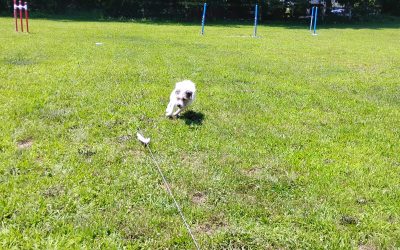 7/22/2025 Puzzle Play + Cost to Board a Dog for a Week