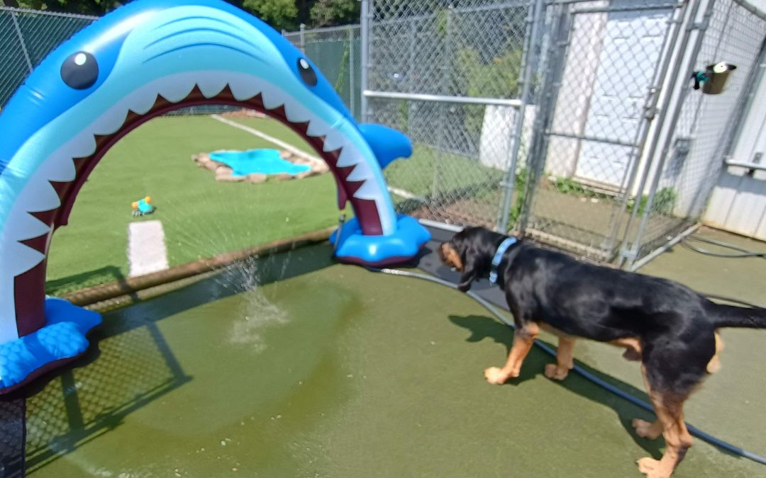 7/26/2025 – Waterfall Fun That Justifies Our Boarding Rates