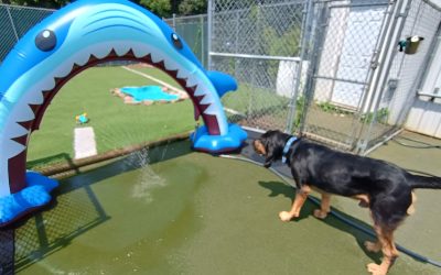 7/26/2025 – Waterfall Fun That Justifies Our Boarding Rates