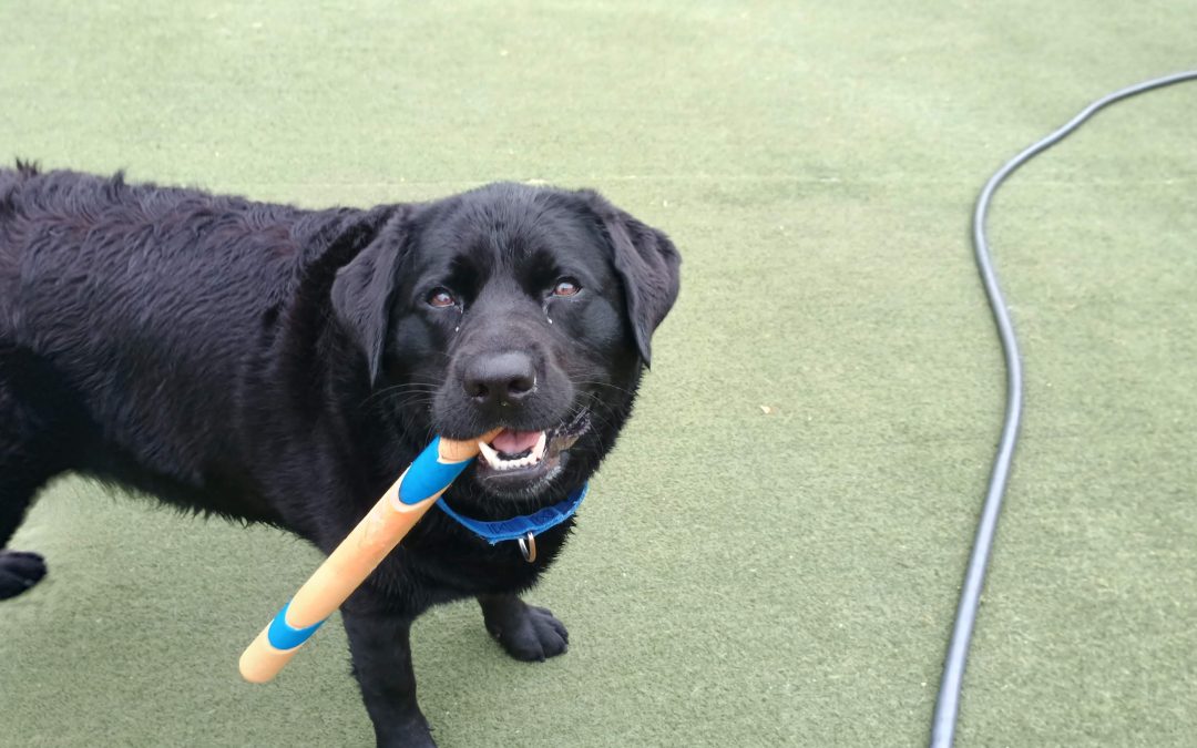 7/27/2025 – Safe & Fun Boarding for Unneutered Dogs