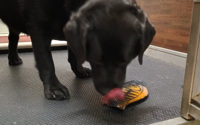 7/29/2025 – Enrichment Time at Big Dog Boarding Near Me