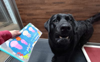 7/30/2025 – Play & Comfort Worth the Average Cost to Board a Dog for a Week