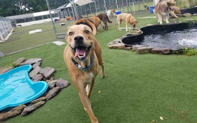 8/1/2025 – Water Play Worth the Average Cost of Dog Boarding Per Day