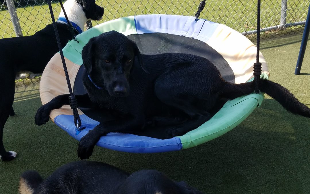 8/2/2025 – Playtime That Justifies the Average Cost for Kenneling a Dog