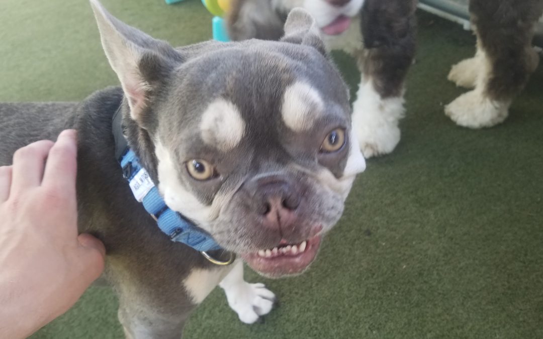 8/03/2025 – Stay and Play Dog Boarding Fun