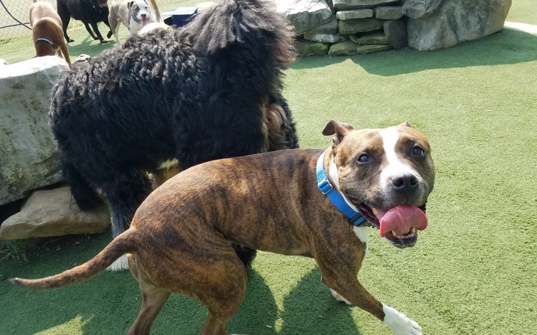 8/04/2025 – Stay and Play Dog Boarding Fun